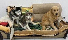 哈士奇海绵爆料视频大全,萌宠欢乐时刻